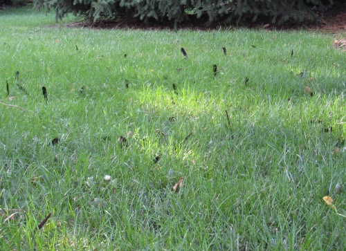 Grackle feathers in the grass